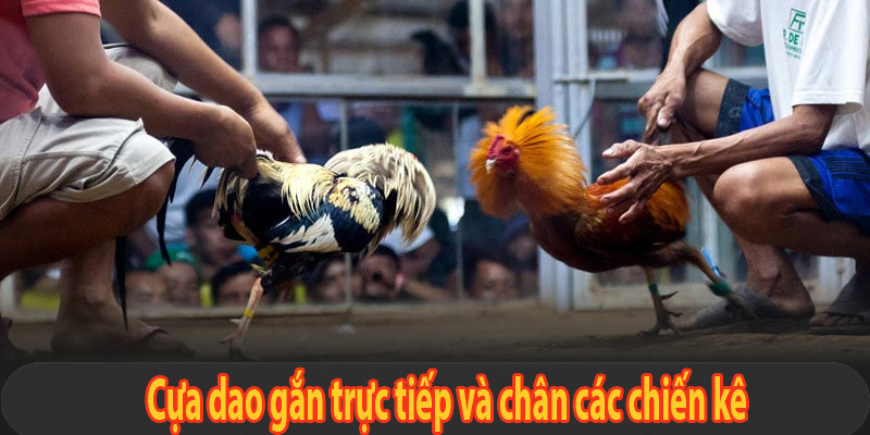 Cựa dao gắn trực tiếp và chân các chiến kê