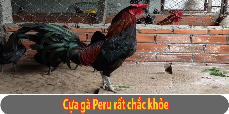 Cựa gà Peru rất chắc khỏe