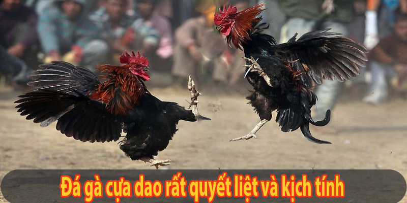 Đá gà cựa dao rất quyết liệt và kịch tính