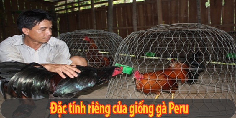 Đặc tính riêng của giống gà Peru