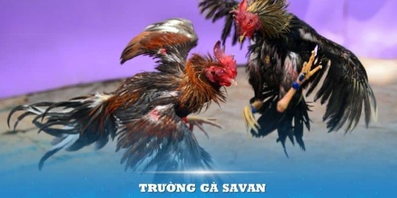 Giới thiệu trường gà Savan tại nhà cái V9bet