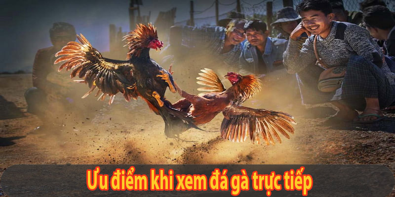 Ưu điểm khi xem đá gà trực tiếp